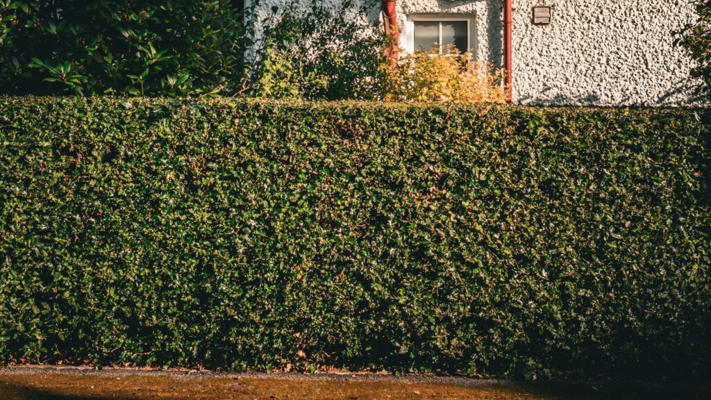 Photo d'une haie, taille de haie à bruges et bordeaux, rabattage de haie